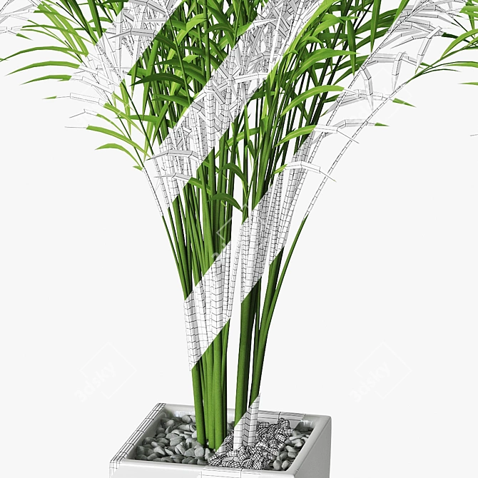 Trio of Potted Palms 3D model image 3
