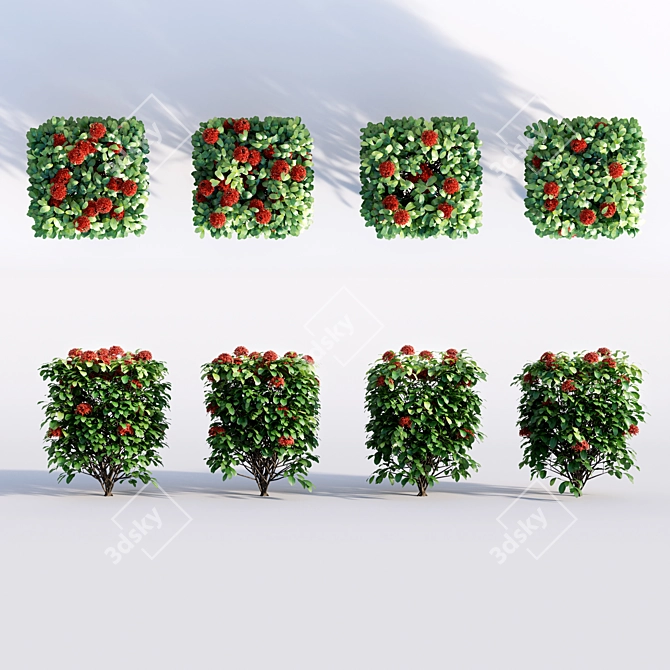 Tropical Red Ixora: 0.85m Bush 3D model image 2