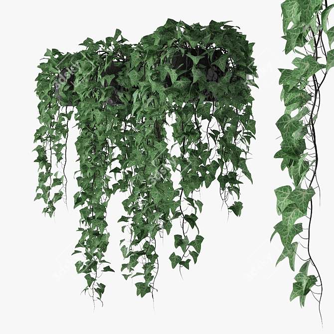 Versatile Ivy Trio in Pot 3D model image 2