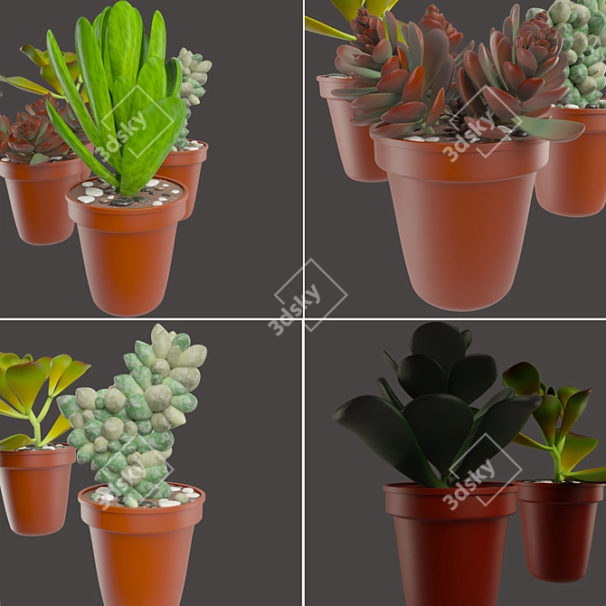 Vibrant Cactus Pot Set: Maziye Model 3D model image 2