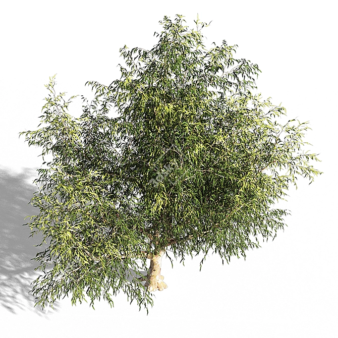 Eucalyptus OP1 3D Model 3D model image 2