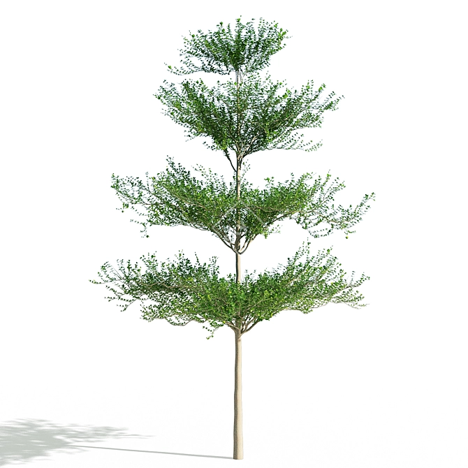 Terminalia Mantaly 2: Exquisite 3D Model 3D model image 1