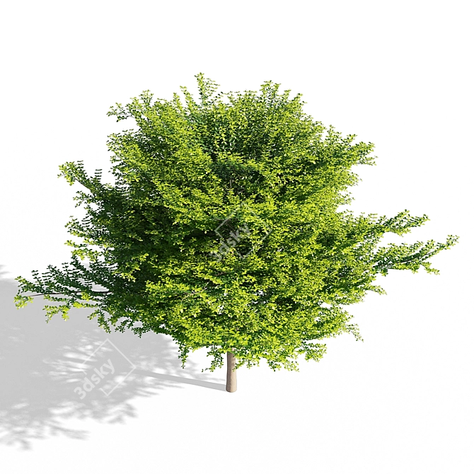 Terminalia Mantaly 3: High-Poly 3D Model (FBX/Max) 3D model image 2