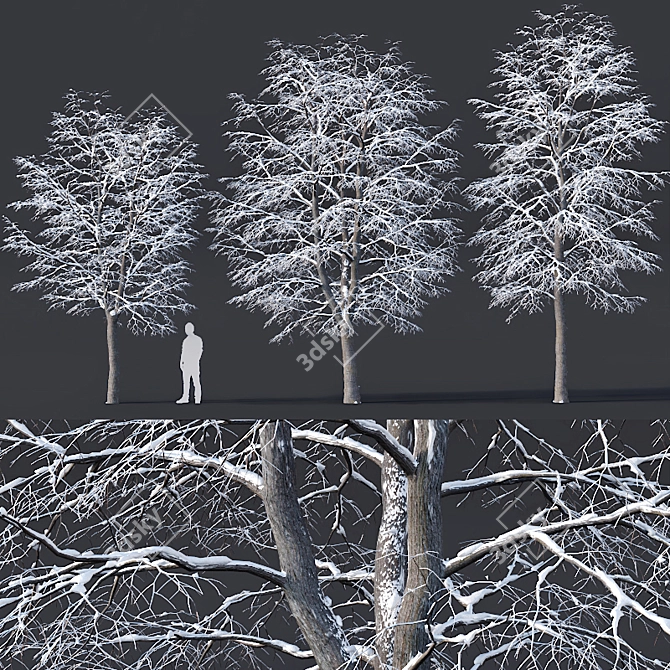 Snow-covered Tilia Trees Set 3D model image 1