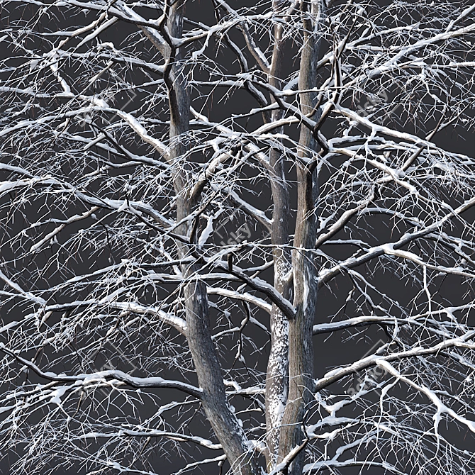 Snow-covered Tilia Trees Set 3D model image 2