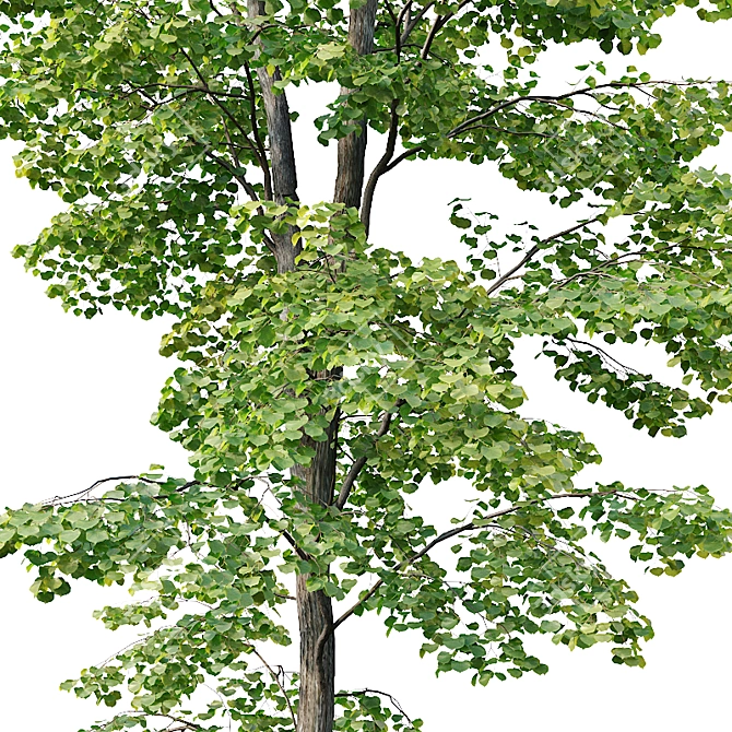 Tilia europaea Pack: 5 Forest Trees 3D model image 2