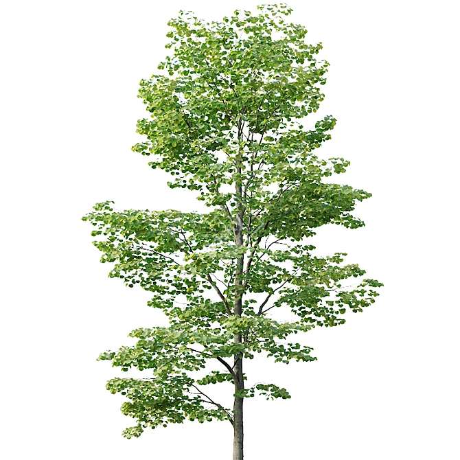 Tilia europaea Pack: 5 Forest Trees 3D model image 3