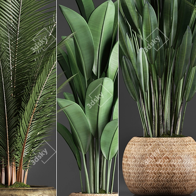 Exotic Indoor Plants Collection with 360 Varieties 3D model image 2