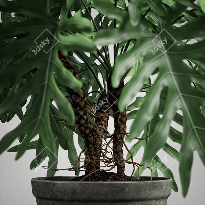 Tropical Philodendron Plant - 3D Model 3D model image 2