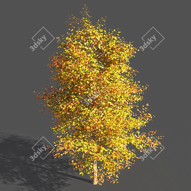  Majestic Tulip Tree: 3D Model 3D model image 2