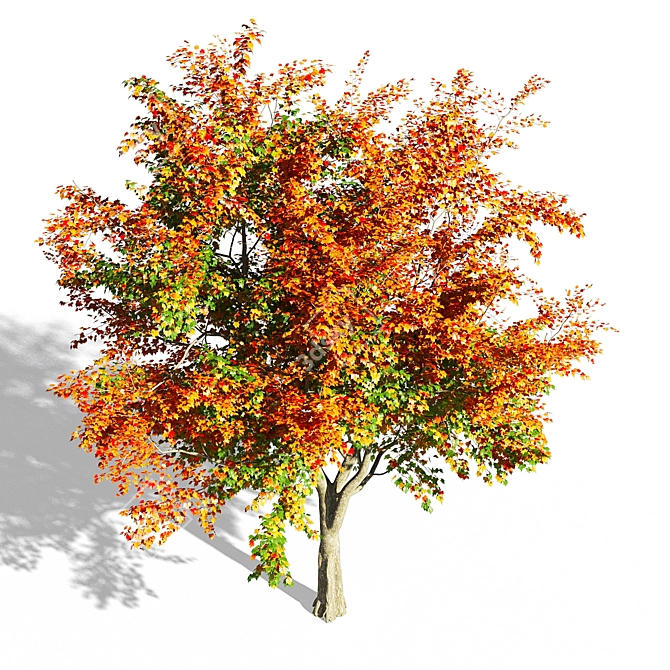 Maple Tree 3D Model: Realistic, High-Quality 3D model image 2