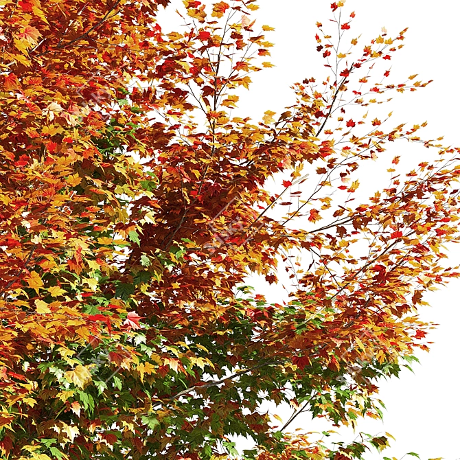 Maple Tree 3D Model: Realistic, High-Quality 3D model image 3