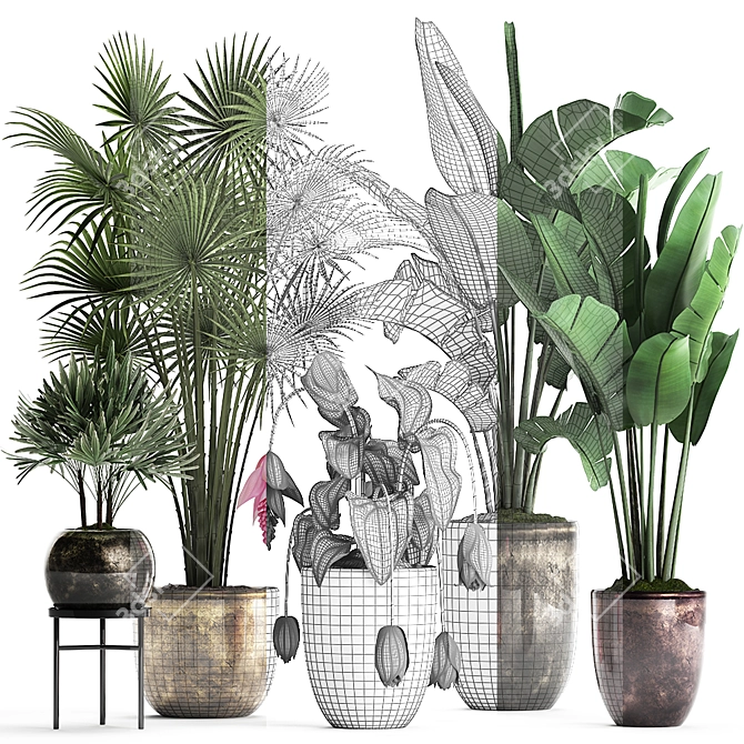 Exotic Plant Collection: Palm, Banana, Raphis 3D model image 3