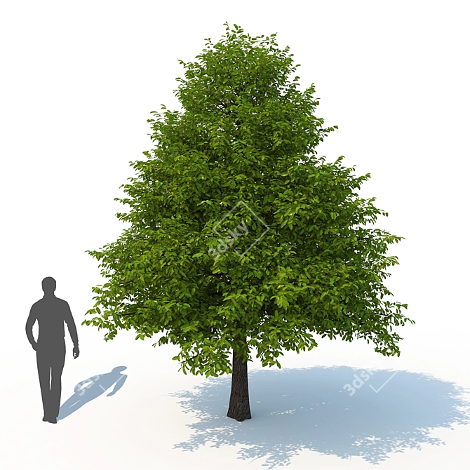 Woodland Nyssa No. 1 3D Model 3D model image 4