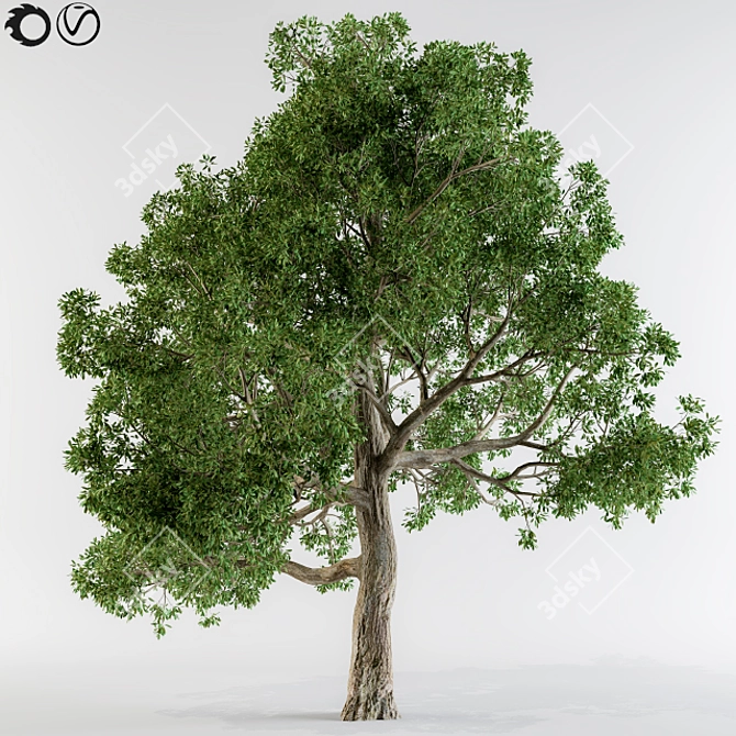 8 Colorful Leaves Broadleaf Tree 3D model image 1