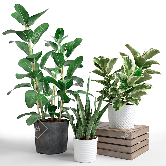 Trio of Beautiful Foliage Plants 3D model image 1