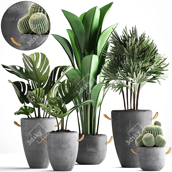 Exotic Houseplant Collection 3D model image 1