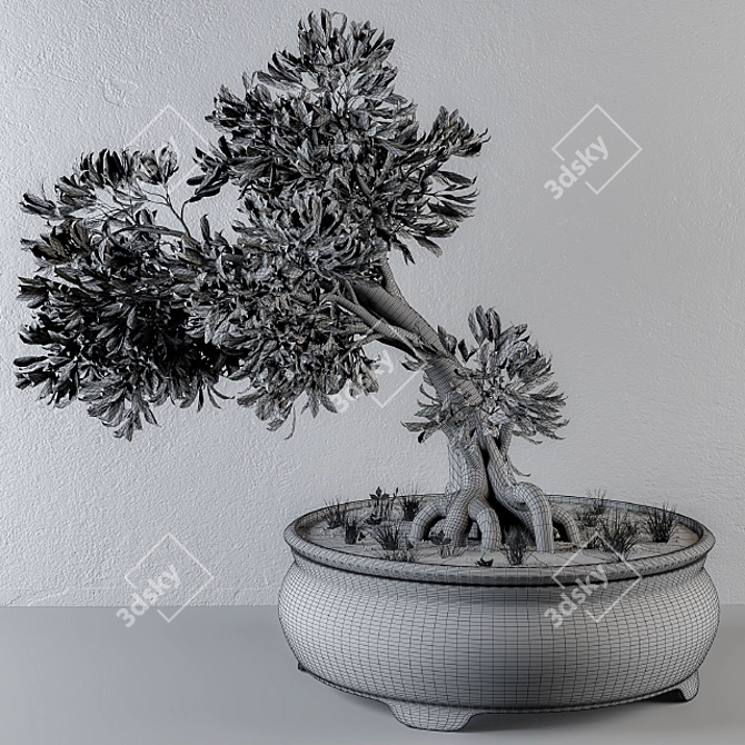 Small Bonsai Pine Tree 3D model image 3