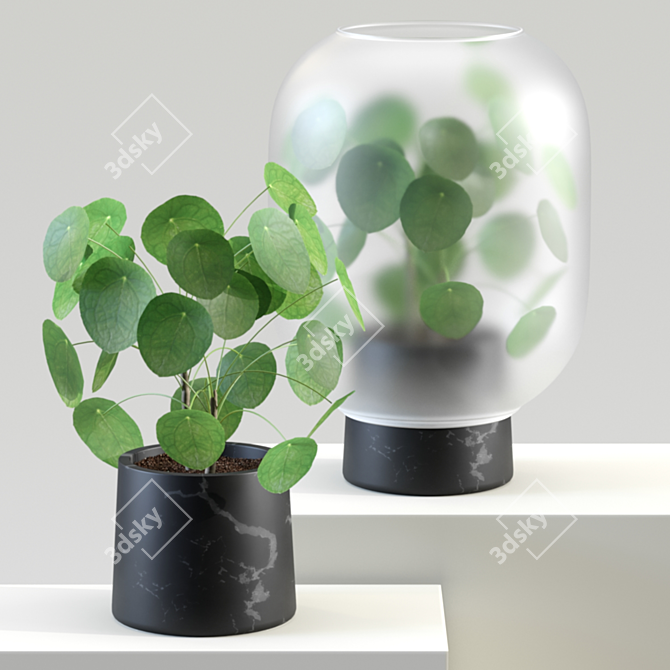 Golden Pilea: Chinese Treasure 3D model image 1