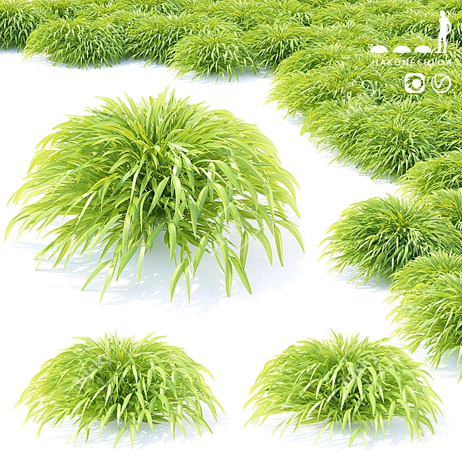 Hakonechloa Skinny Grass | Ornamental Grass 3D model image 1