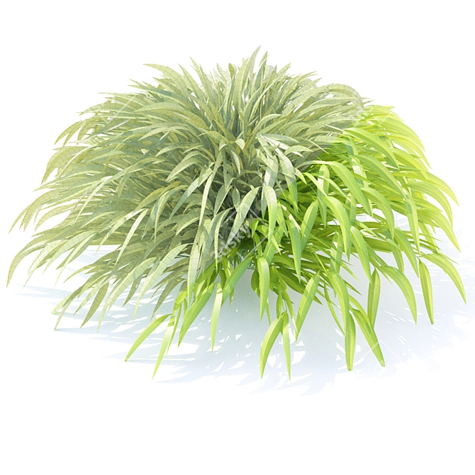Hakonechloa Skinny Grass | Ornamental Grass 3D model image 2