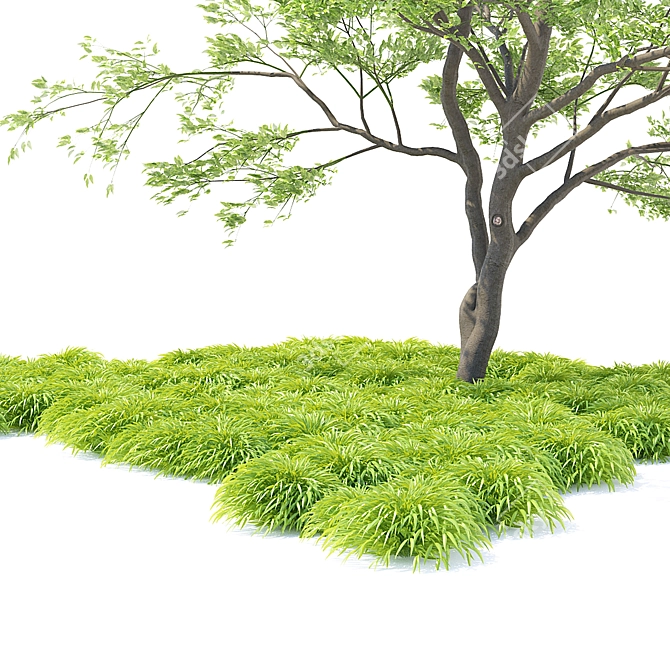Hakonechloa Skinny Grass | Ornamental Grass 3D model image 3