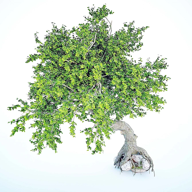 Green Tree - Beautiful Exterior Scene 3D model image 1