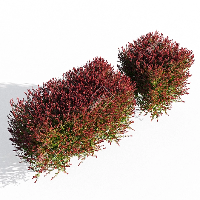 Melaleuca Claret Tops: Elegant and Synchronized 3D model image 2