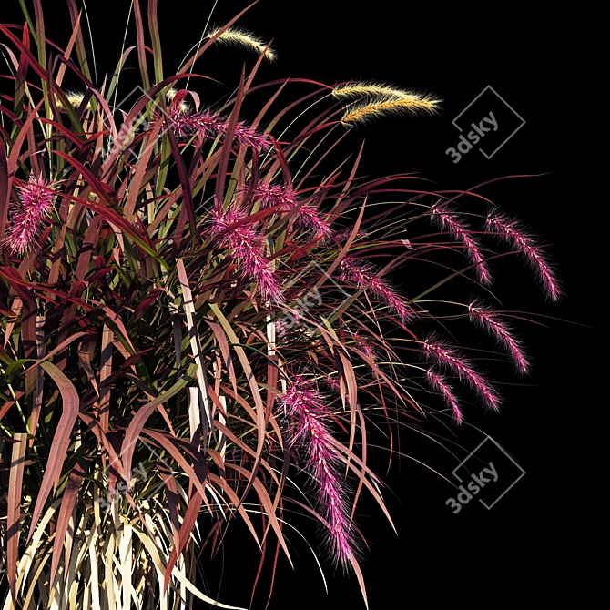 Pennisetum advena rubrum: Vibrant Ornamental Grass Model + Render in 3Ds Max & FBX 3D model image 3
