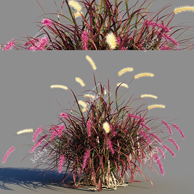 Pennisetum advena rubrum: Vibrant Ornamental Grass Model + Render in 3Ds Max & FBX 3D model image 5