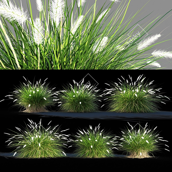 Pennisetum setaceum Grass: Lifelike Decorative Ornamental Foliage 3D model image 1