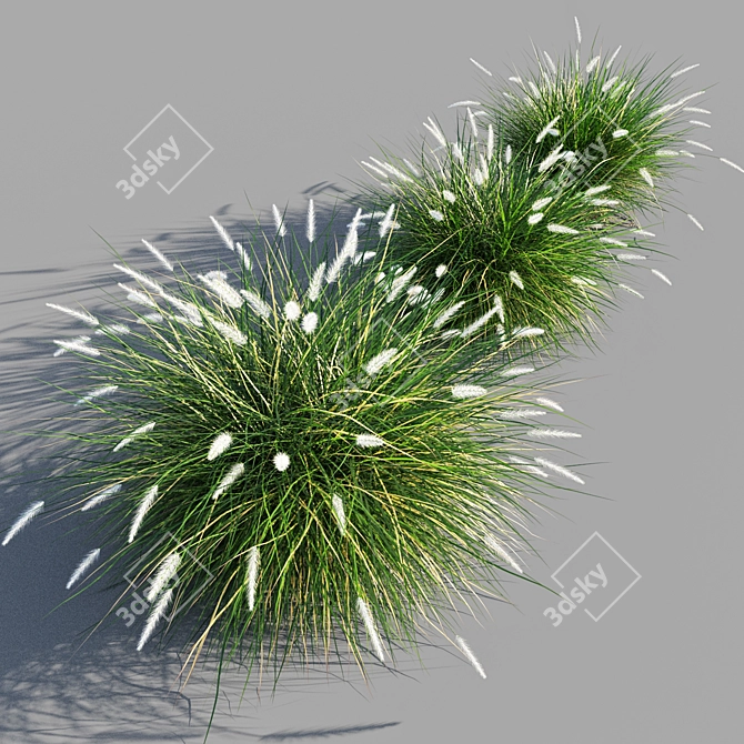Pennisetum setaceum Grass: Lifelike Decorative Ornamental Foliage 3D model image 2