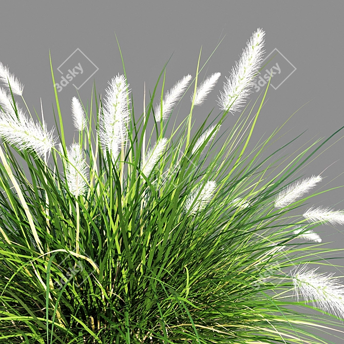 Pennisetum setaceum Grass: Lifelike Decorative Ornamental Foliage 3D model image 3