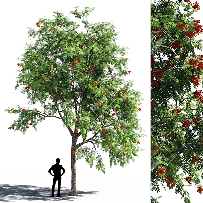 Serene Rowanberry 3D Model 3D model image 1