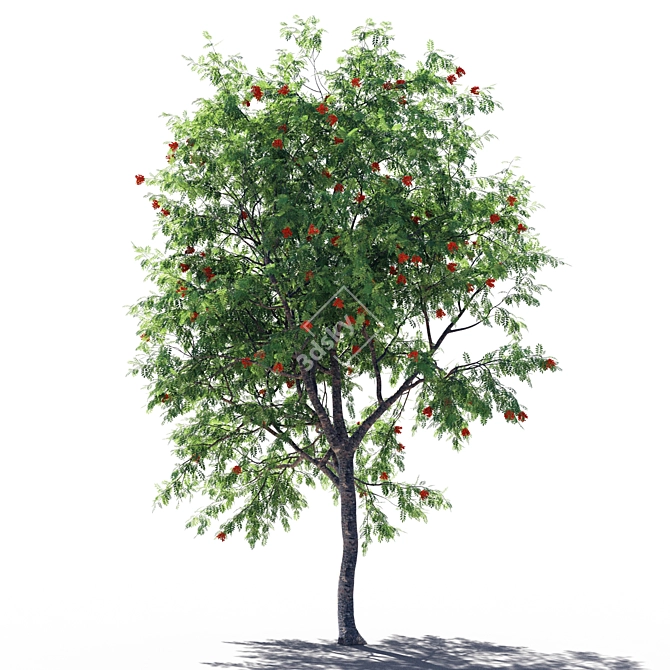 Serene Rowanberry 3D Model 3D model image 2