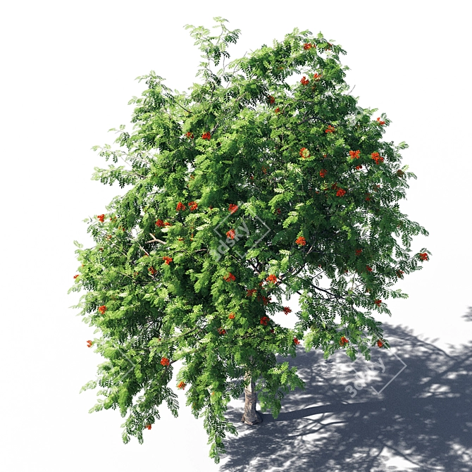 Serene Rowanberry 3D Model 3D model image 3