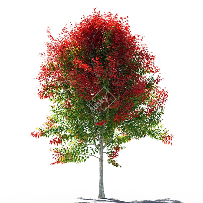 Maple 4 - 3D Modeling Solution 3D model image 2