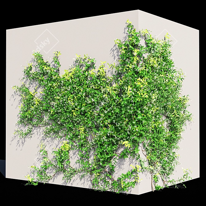 Exquisite Trachelospermum jasminoides 3D model image 2