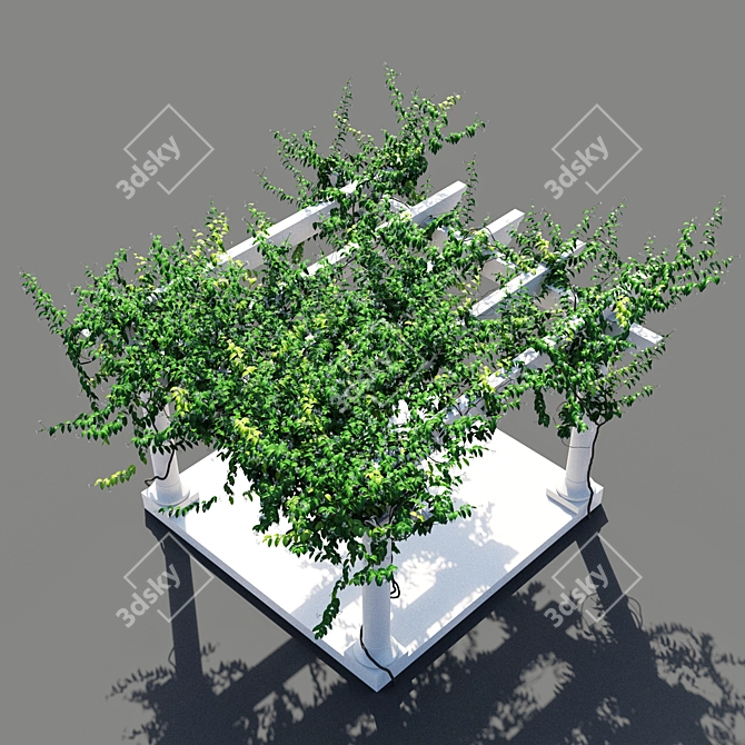 Trellis Jasmine Pergola: 5277 x 5974 x 4316mm 3D model image 2