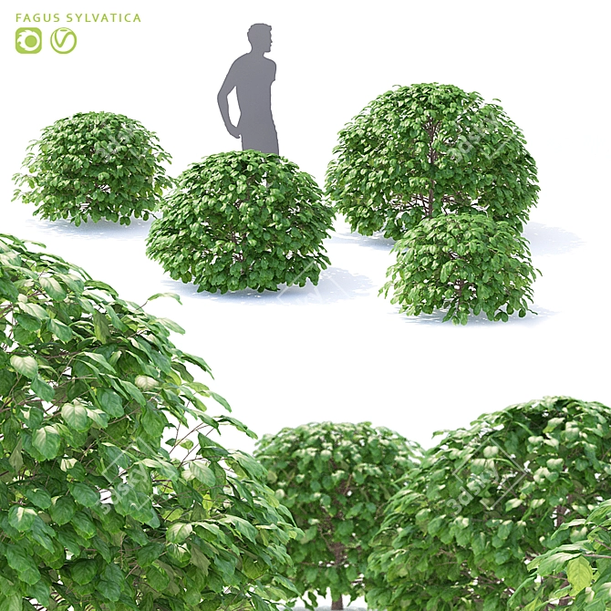 European Beech Balls | Fagus Sylvatica Spheres 3D model image 1