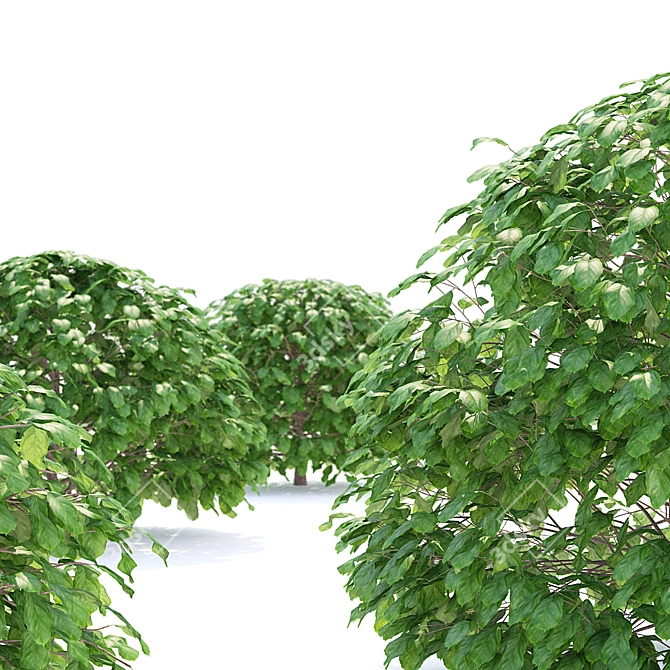 European Beech Balls | Fagus Sylvatica Spheres 3D model image 3