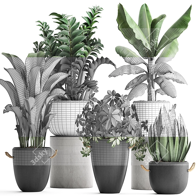 Exotic Houseplant Collection 3D model image 3