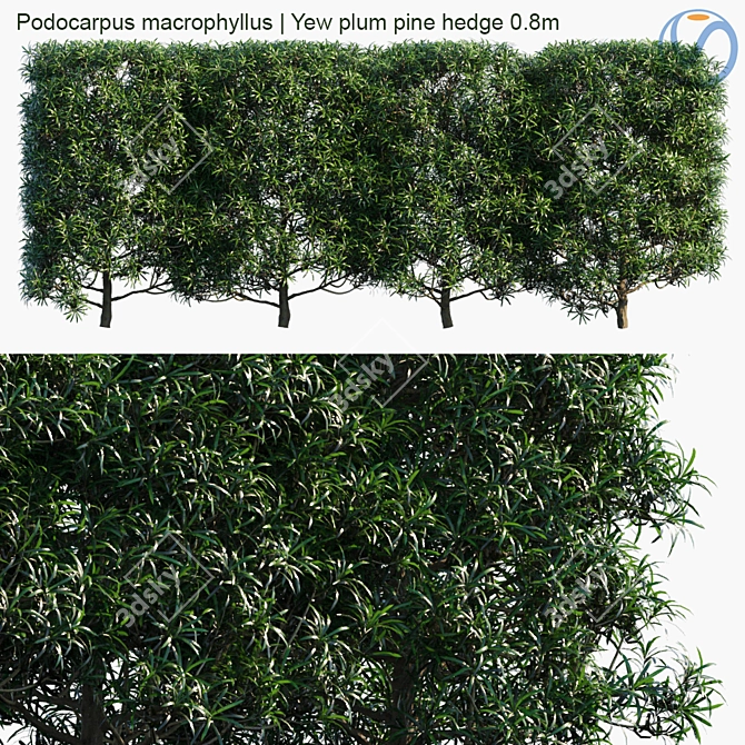 Podocarpus Hedge: Yew Plum Pine 3D model image 1
