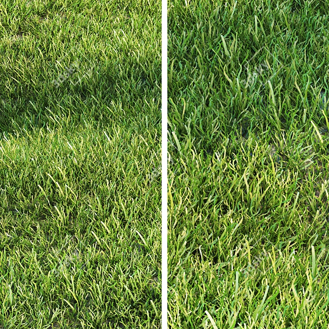 Lush Green Landscaping Grass 3D model image 2