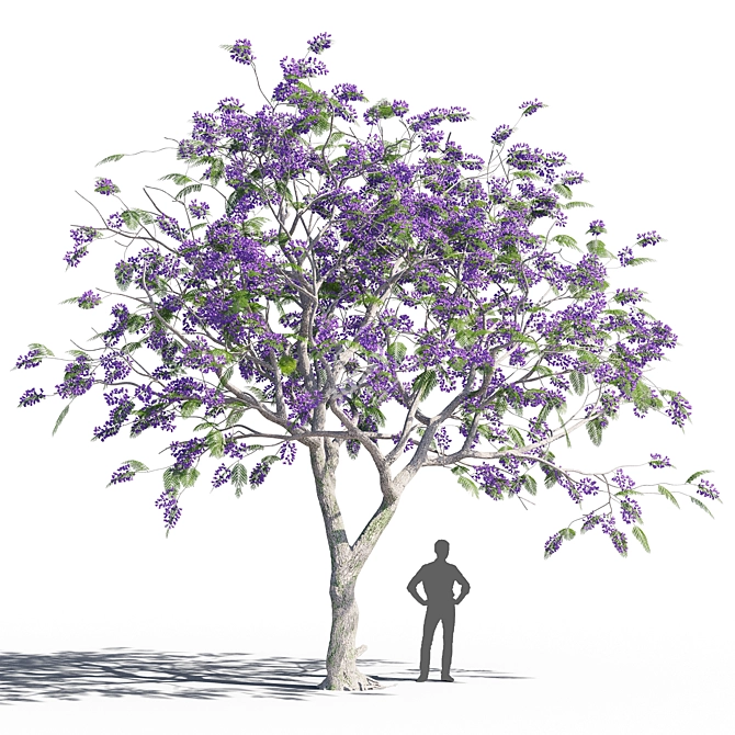 Elegant Jacaranda Mimosifolia Tree 3D model image 1