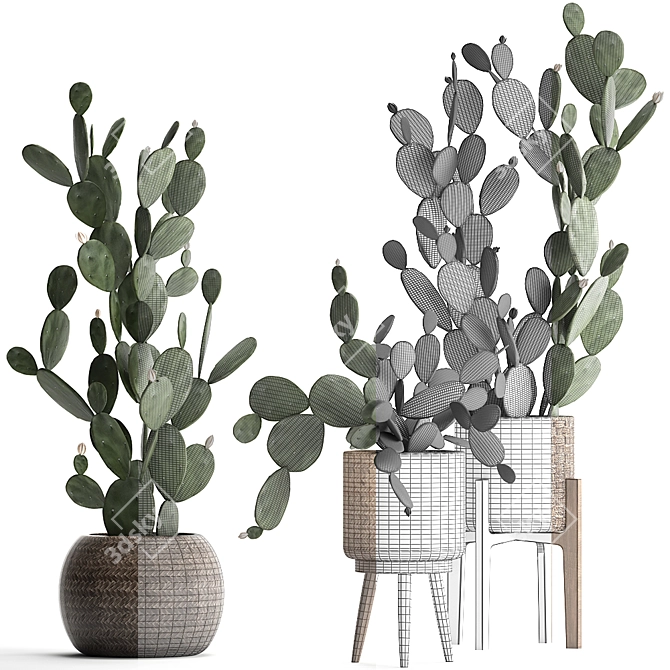 Exotic Houseplant Collection - Opuntia Microdasys 3D model image 3