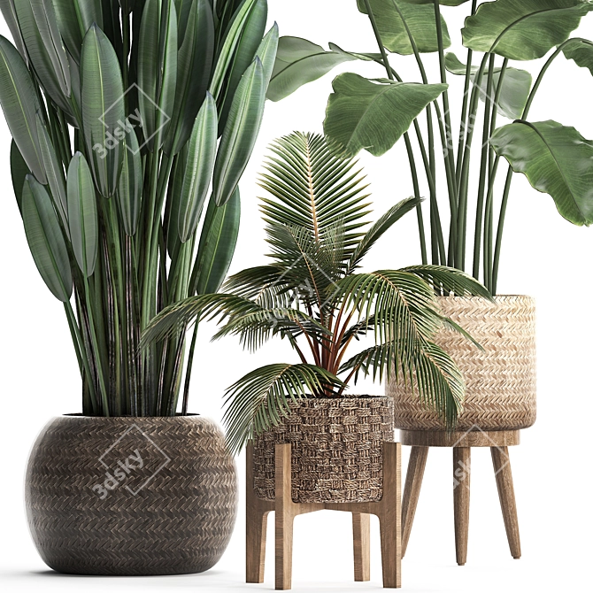 Exotic Plant Collection: Banana Palm, Ravenala, Coconut Palm 3D model image 2