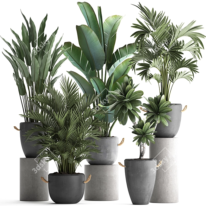 Exotic Houseplant Collection 3D model image 1
