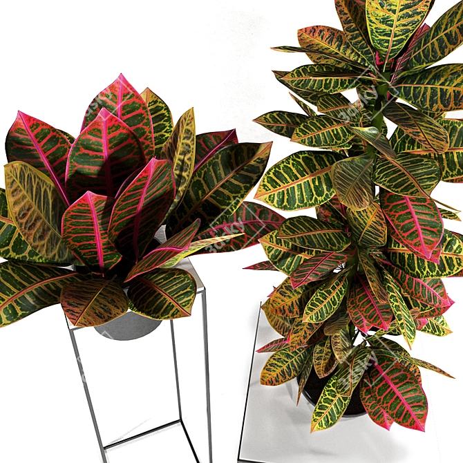 Tropical Vibes: Croton Plants Set 3D model image 2
