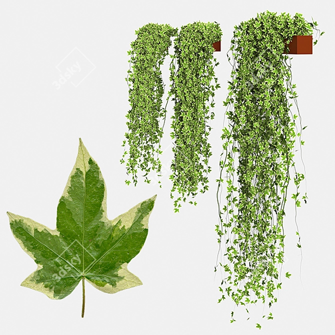 Golden Ivy Set: Hedera Helix Goldchild in Pot 3D model image 1